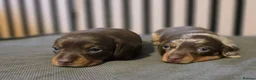 Miniature Dachshund dogs for sale: Pedigree miniature Dachshund baby girls - Advert 13