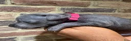 Staffordshire Bull Terrier dogs for sale: KC REG STAFFORDSHIRE BULL TERRIER PUPS are HERE   - Advert 10