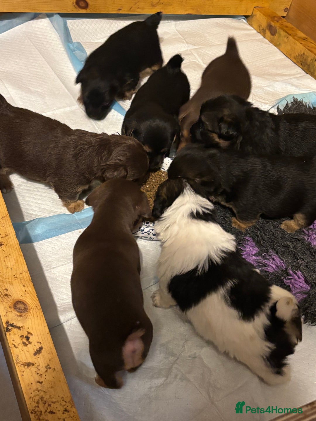 Jack Russell dogs for sale: Trad.working family short legged Jack Russell  - Advert 22