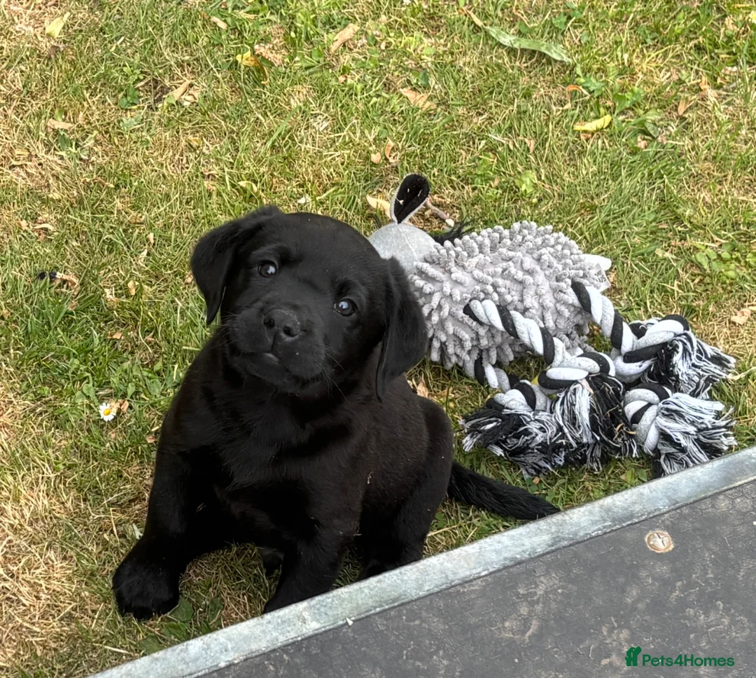 Labrador Retriever dogs for sale: Labrador pups KC extensively health tested parents - Advert 1