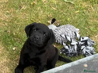 Labrador Retriever dogs Labrador pups KC extensively health tested parents - Advert 4