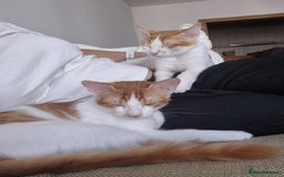 Mixed Breed cats for adoption: BOB &HARLEY BONDED BROTHERS NEUTERED FULL OF FUN  - Image 9