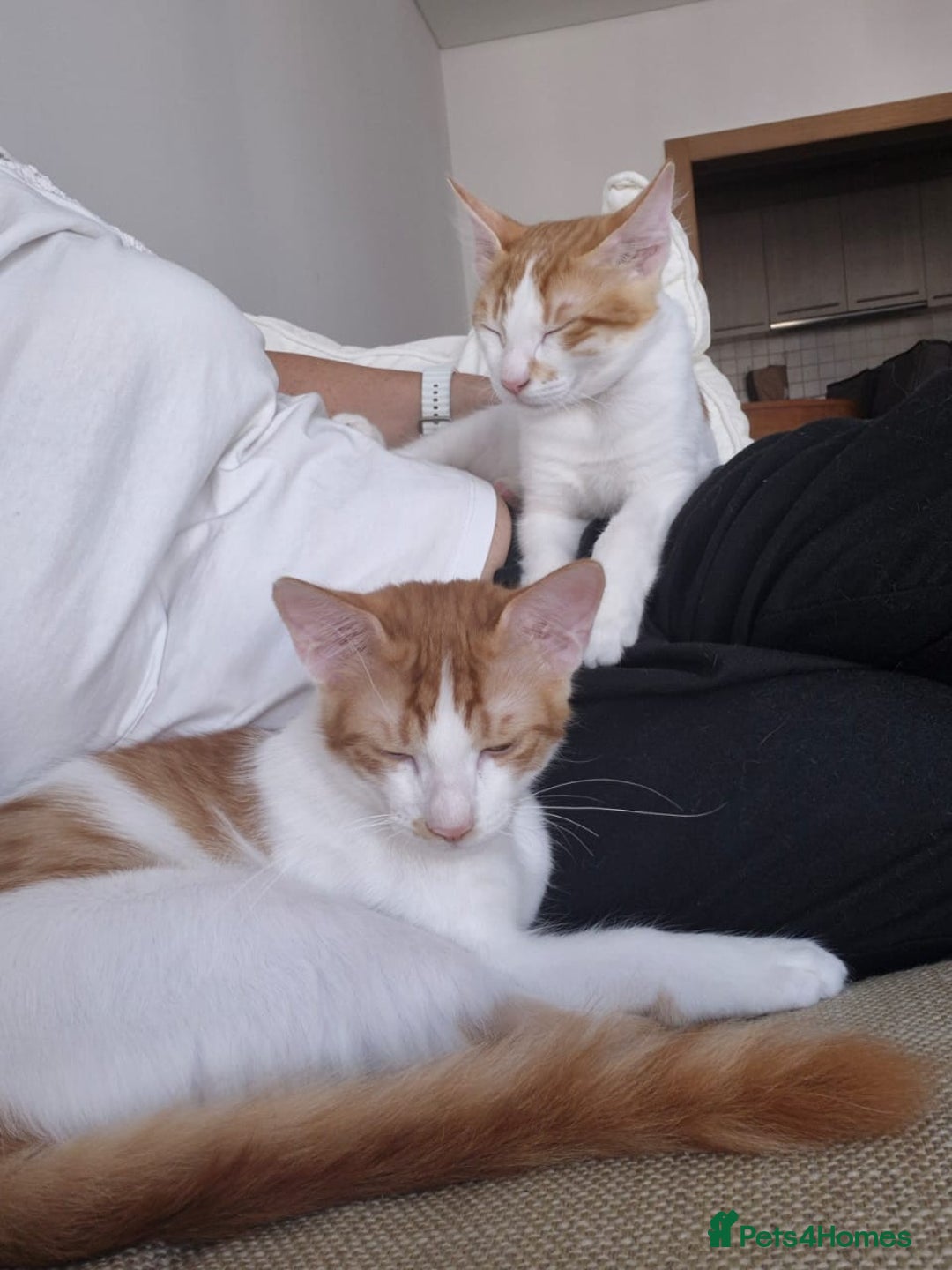 Mixed Breed cats for adoption: BOB &HARLEY BONDED BROTHERS NEUTERED FULL OF FUN  - Image 9