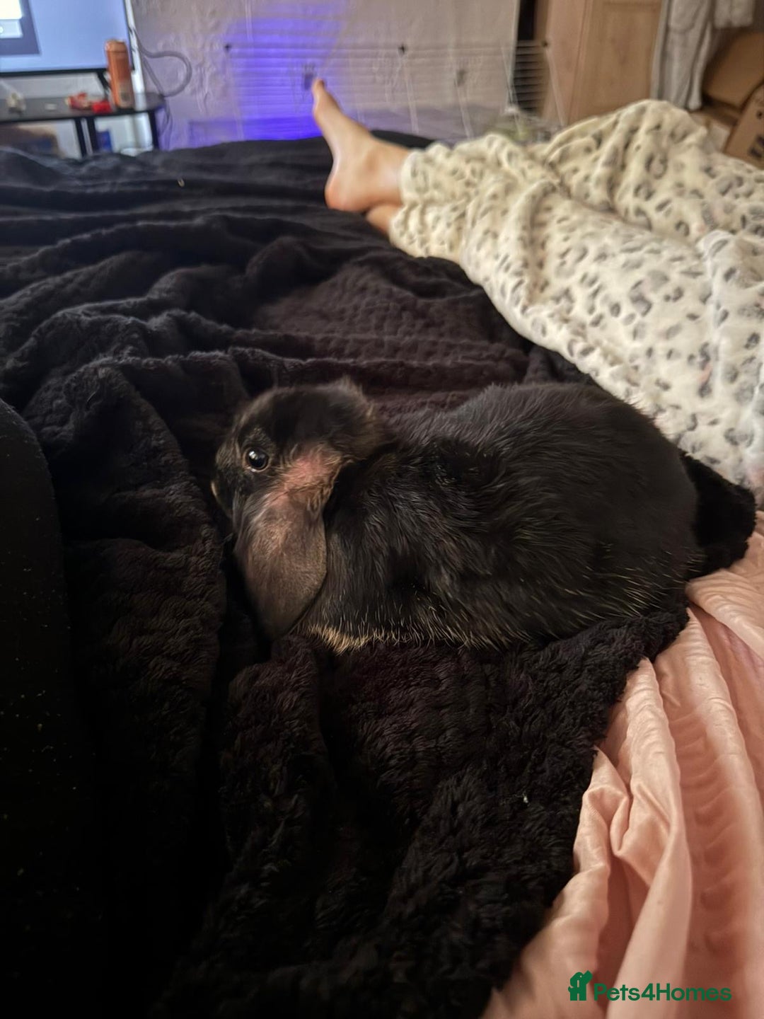 Mini Lop rabbits for sale: Mj the rabbit  - Image 2