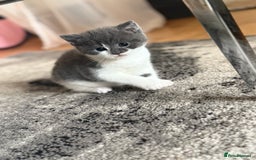 Mixed Breed cats for sale: Stunning Mixed Shorthair Kittens  - Image 1
