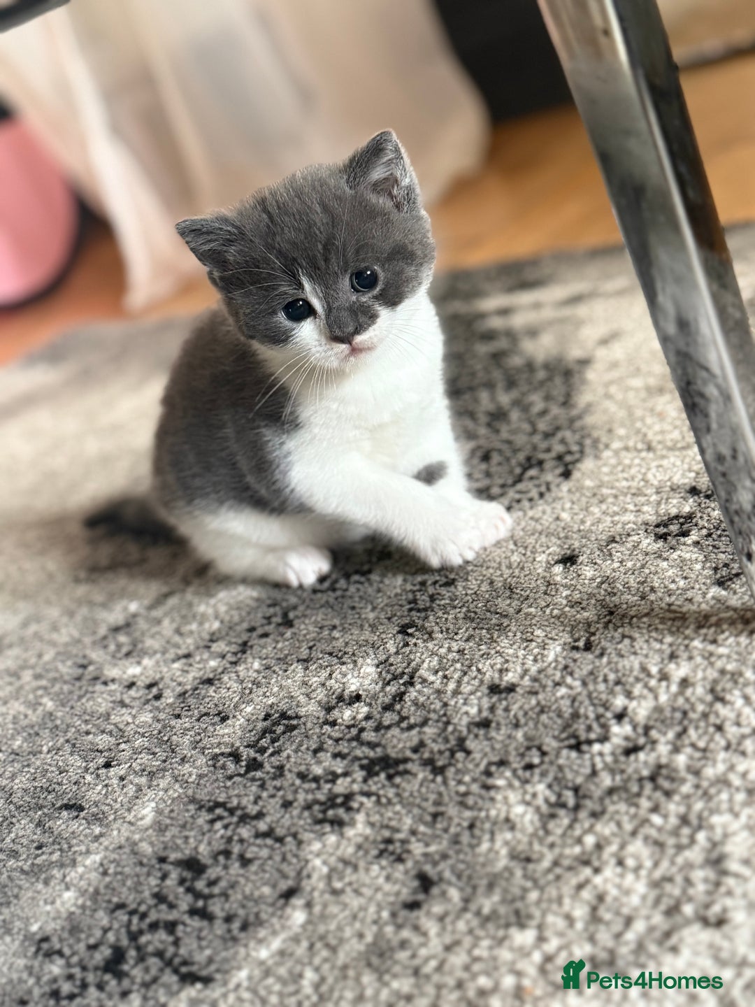 Mixed Breed cats for sale: Stunning Mixed Shorthair Kittens  - Image 1