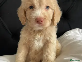 Cockapoo dogs Cockapoo Puppies - Advert 1