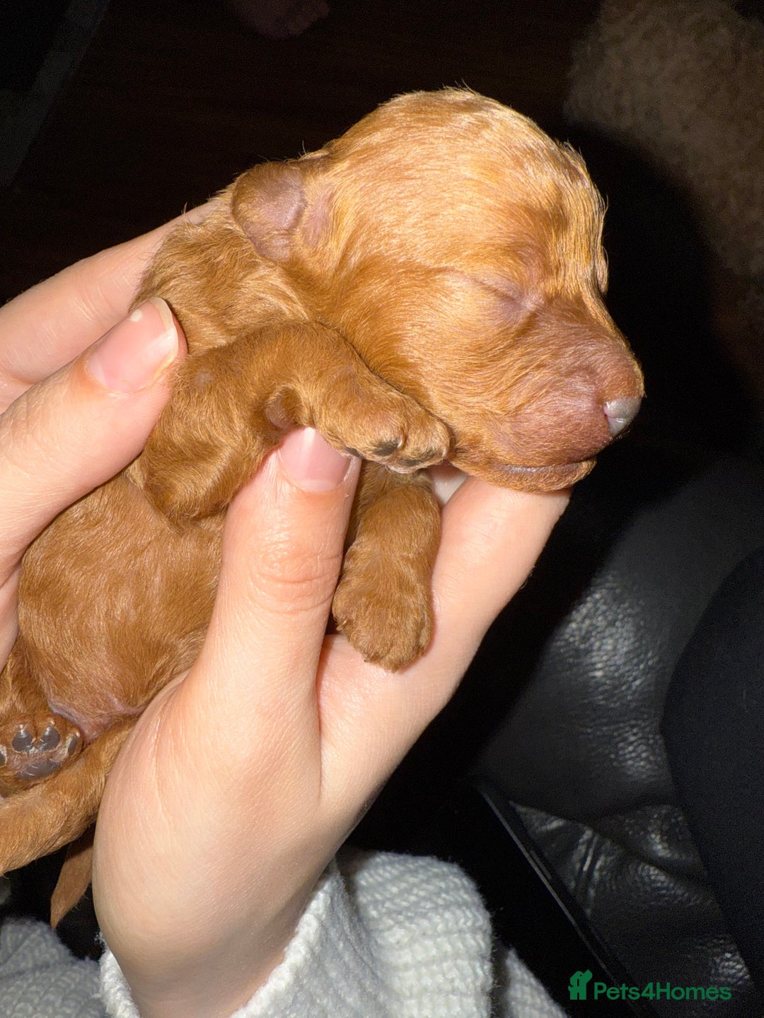 Toy Poodle dogs for sale: DNA tested toy poodle puppies  - Advert 2