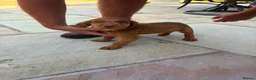 Cocker Spaniel dogs for sale: Cocker spaniel puppies - Advert 8