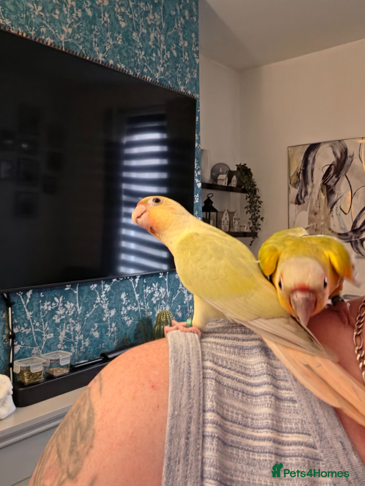 Conures birds Handreared Tame Conures - Advert 2