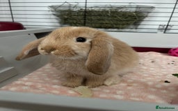 Dwarf Lop rabbits for sale: Female Dwarf Lop - Image 4