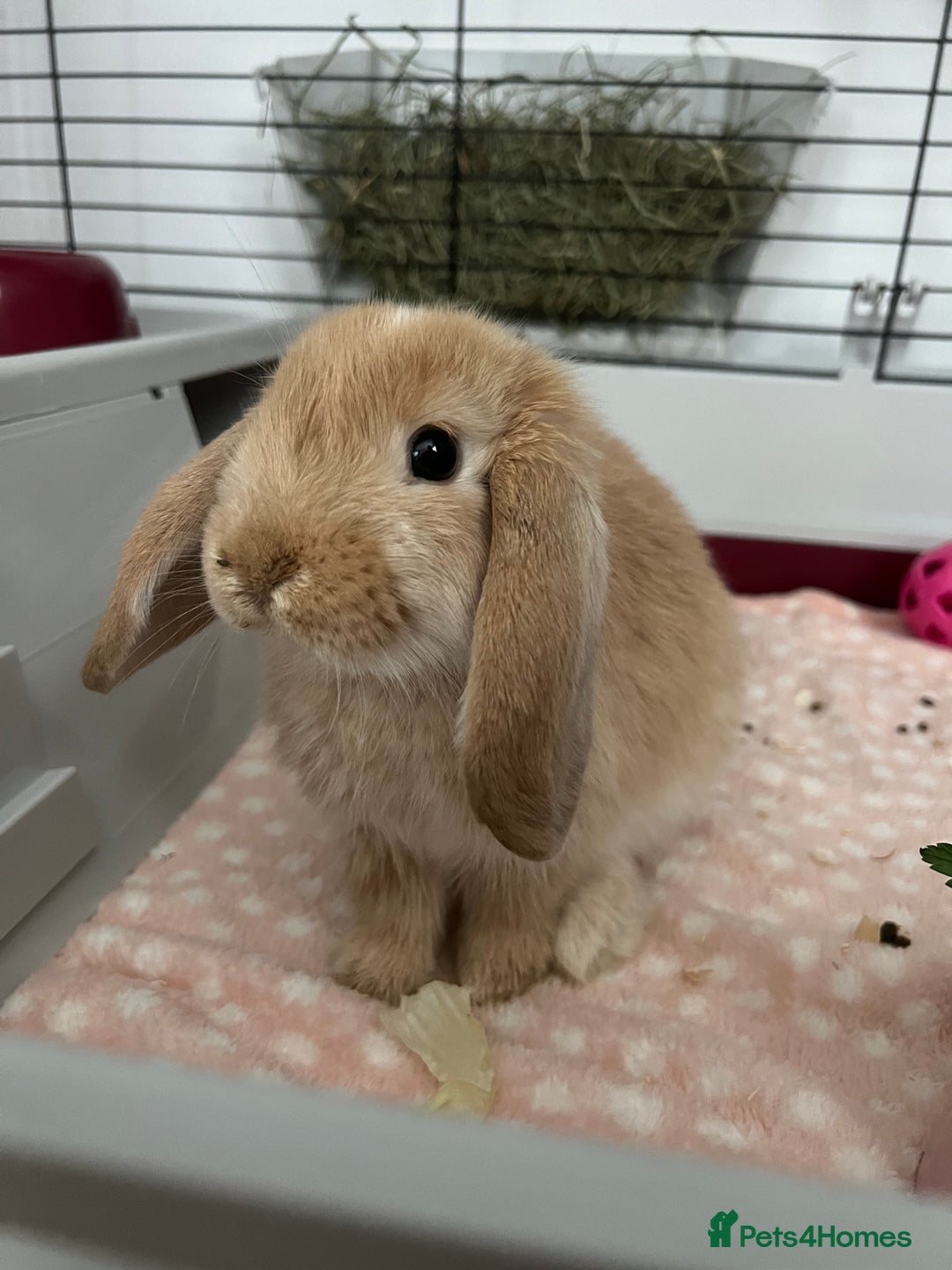 Dwarf Lop rabbits for sale: Female Dwarf Lop - Image 4