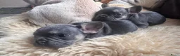 French Bulldog dogs for sale: 1 Female pedigree French bulldog puppy  - Advert 14