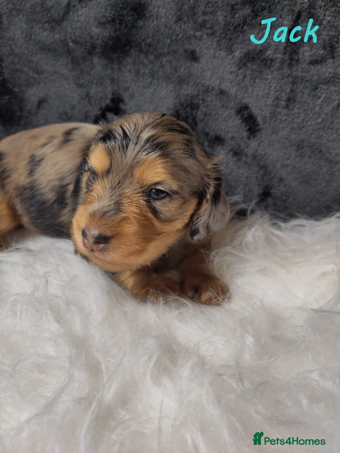 Miniature Dachshund dogs for sale: KC Health tested Licensed breeder 12 years exp - Image 12
