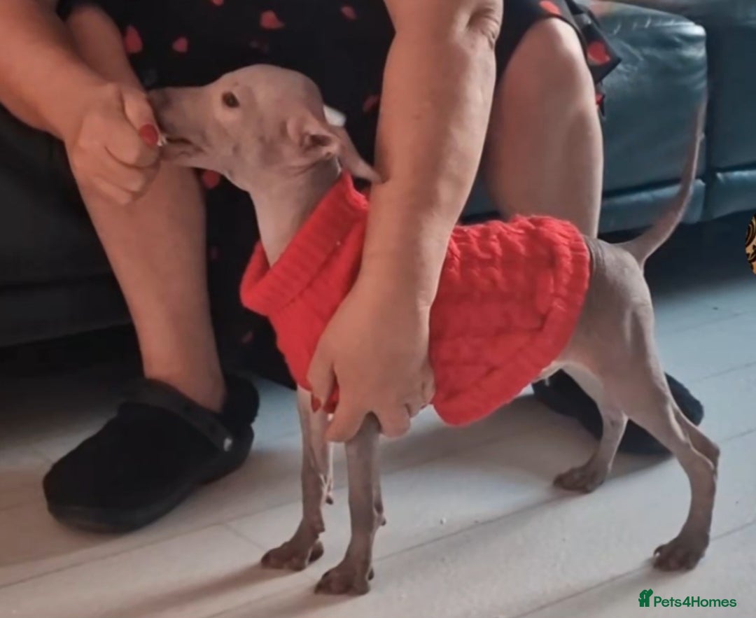 Mexican Hairless dogs for sale: Stunning 2 mini red boy pet. - Advert 14