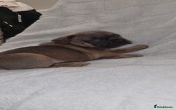 French Bulldog dogs for sale: 4 Gorgeous frenchies  - Advert 3