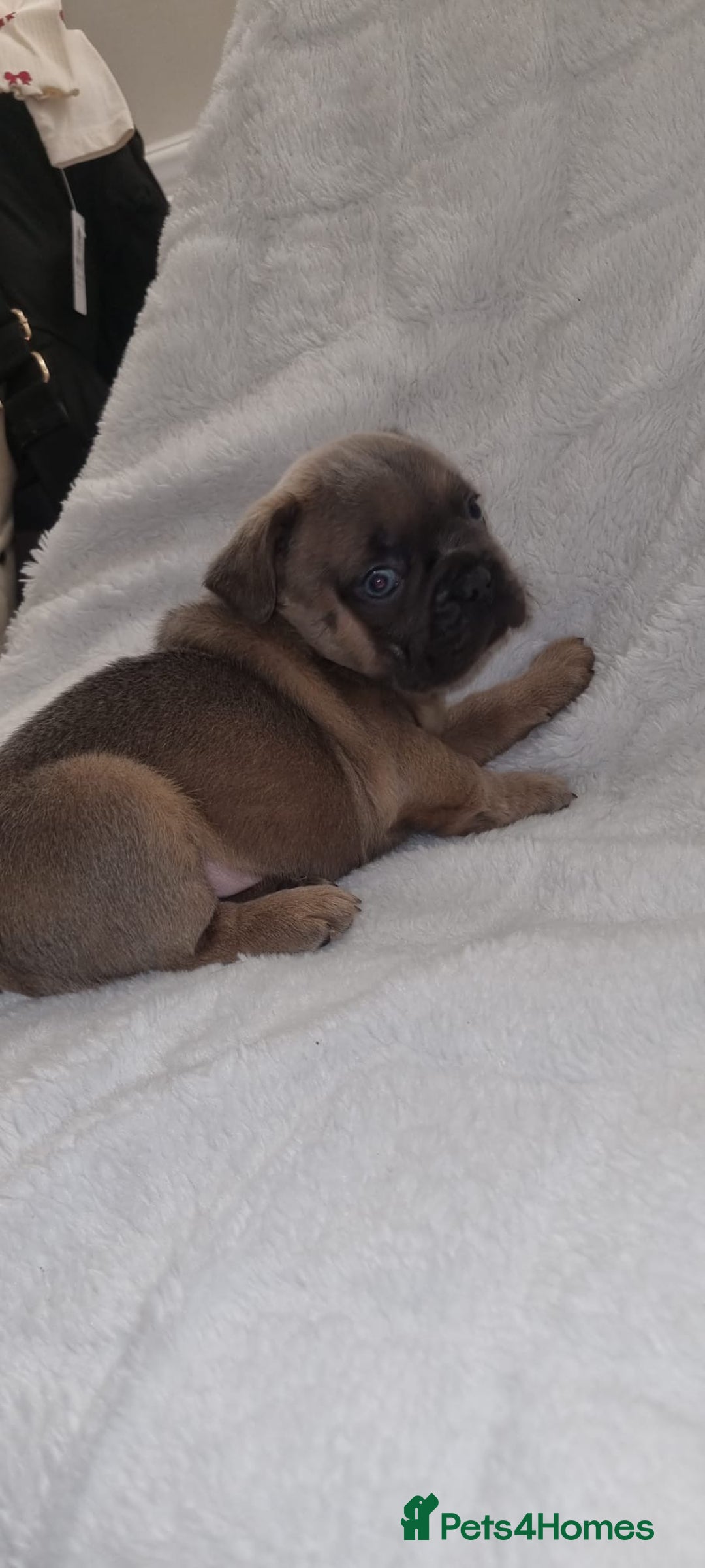 French Bulldog dogs for sale: 4 Gorgeous frenchies  - Advert 3