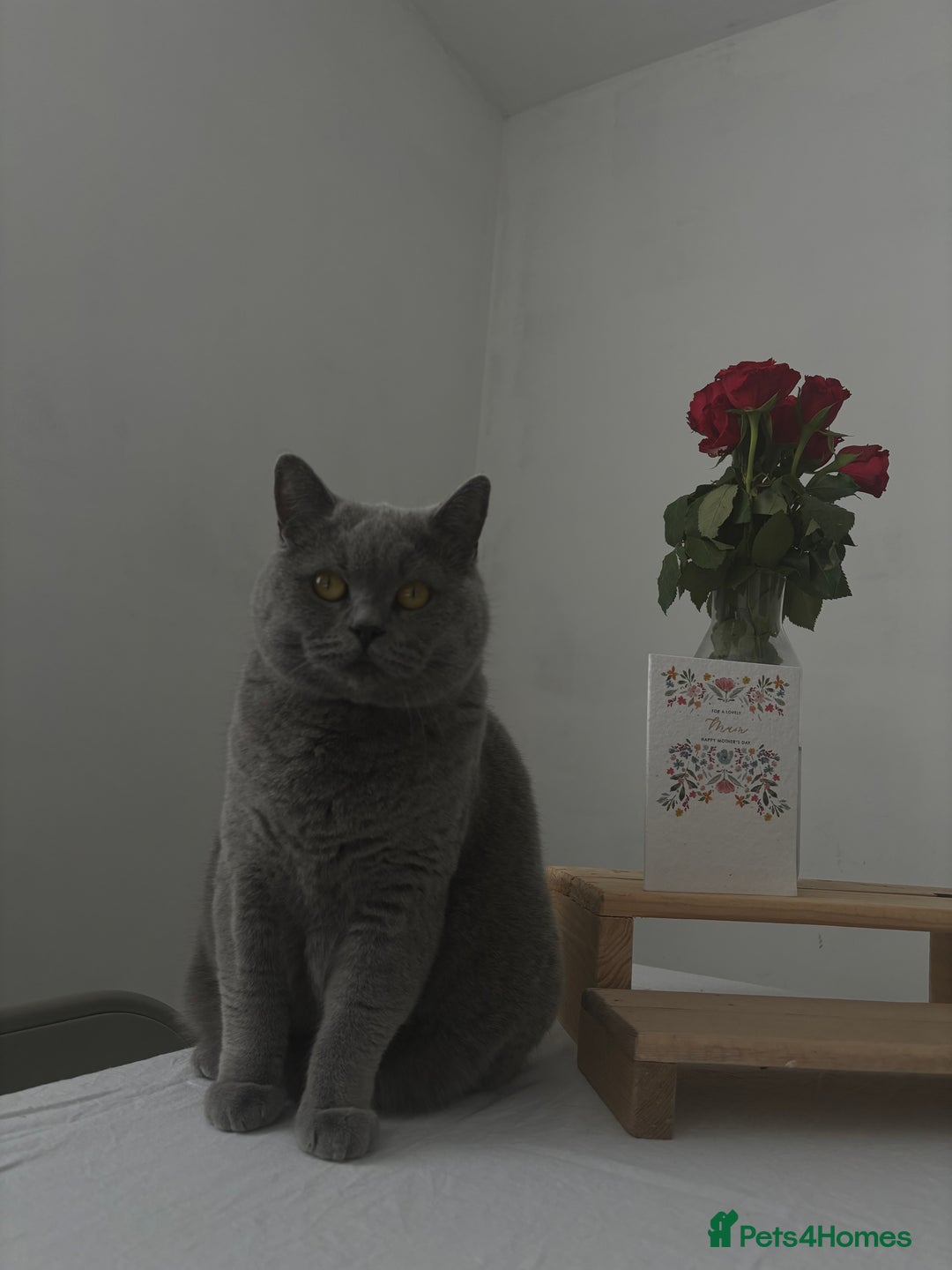 British Shorthair cats for sale: Female British shorthair cat  - Advert 7