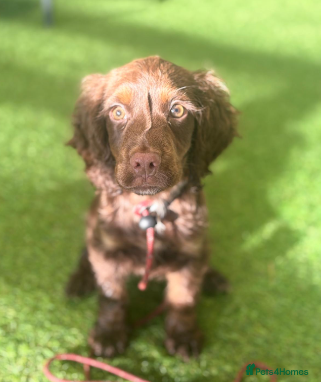 Cocker Spaniel dogs Trained Cocker Spaniels for sale  - Advert 10