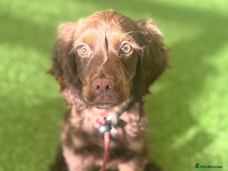 Cocker Spaniel dogs Advanced Trained Cocker Spaniels - Advert 1