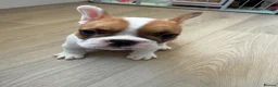 French Bulldog dogs for sale: Last 3 Girls left! Ready to leave!  - Advert 31