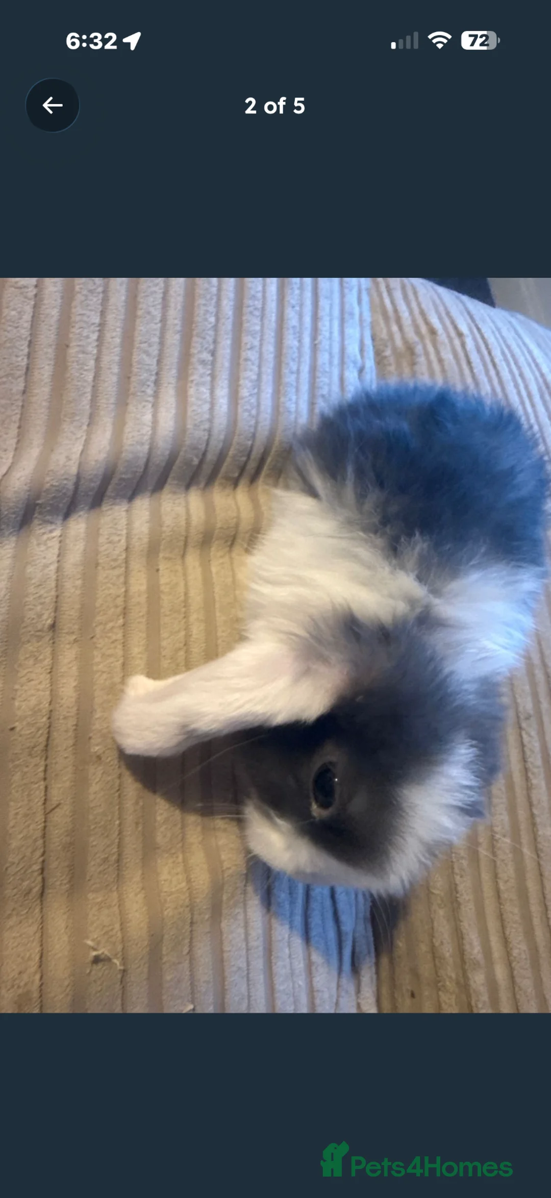 Mini Lop rabbits for sale: Mini lop rabbits  - Advert 2