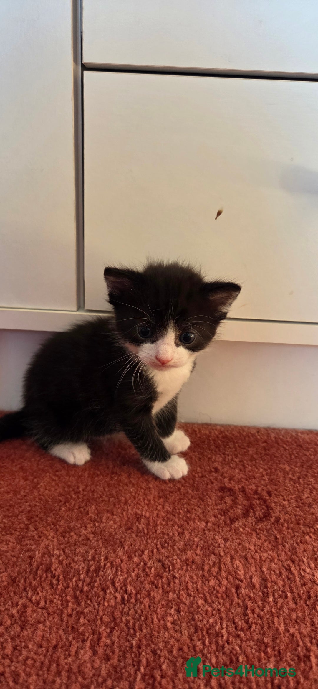 Mixed Breed cats for sale: Maine coon mix kittens for sale.  - Image 8