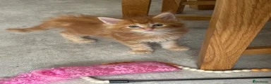 Maine Coon 1