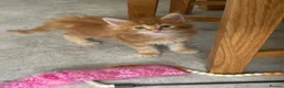 Maine Coon cats for sale: Red and red/silver  pure bred Maine coons  - Advert 5