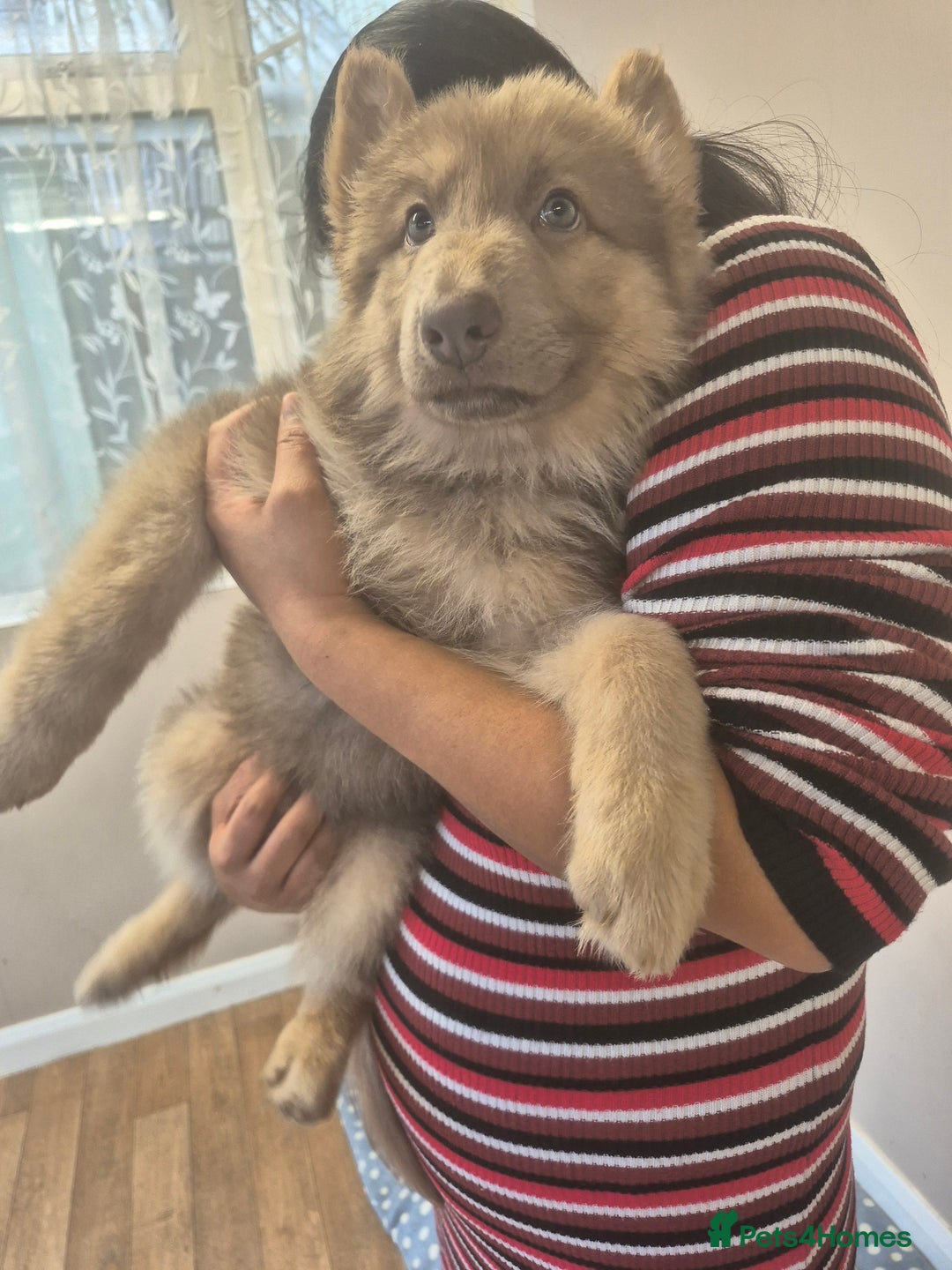 German Shepherd dogs for sale: READY TO leave 1 left German Shepherd kc reg pups - Advert 1