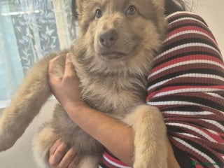 German Shepherd dogs READY TO leave 1 left German Shepherd kc reg pups - Advert 2