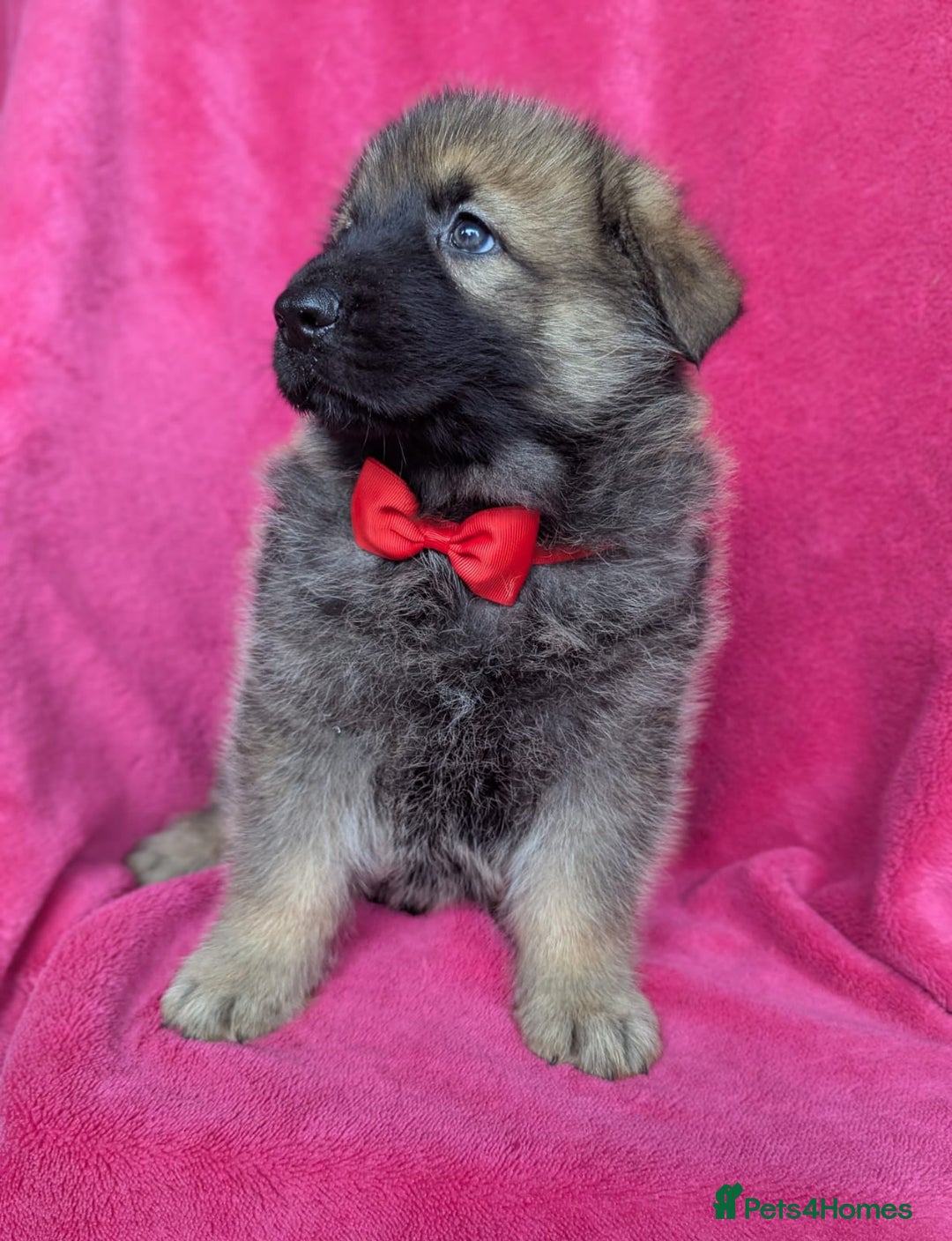 German Shepherd dogs for sale: Adorable German Shepherd puppies - Image 22