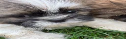 Shih Tzu dogs for sale: Stunning shihtzu puppies - Advert 3