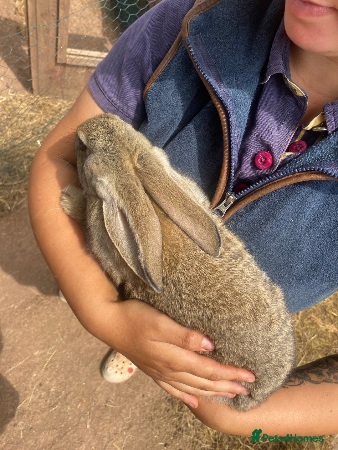 Continental Giant rabbits for sale: Continental giant - Image 11