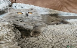 British Longhair cats for sale: Gorgeous GCCF long-haired British girl  - Image 9