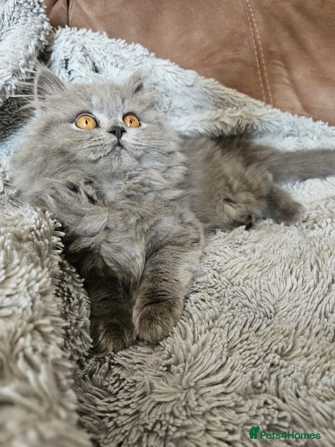 British Longhair cats for sale: Gorgeous GCCF long-haired British girl  - Image 9