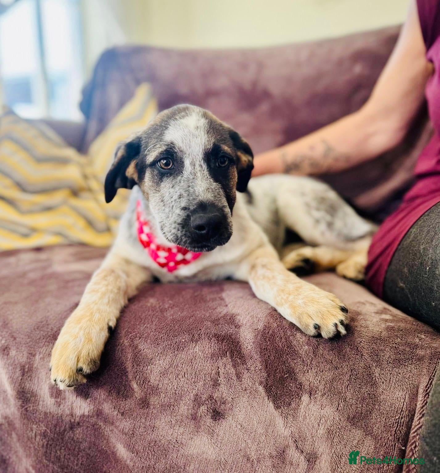 Mixed Breed dogs  Easygoing Electra - Colourful Lab type - Advert 2