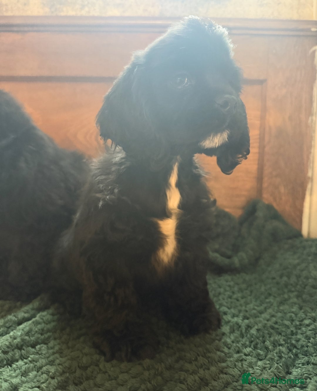 American Cocker Spaniel dogs for sale: Stunning KC American Cocker Spaniel  - Advert 3