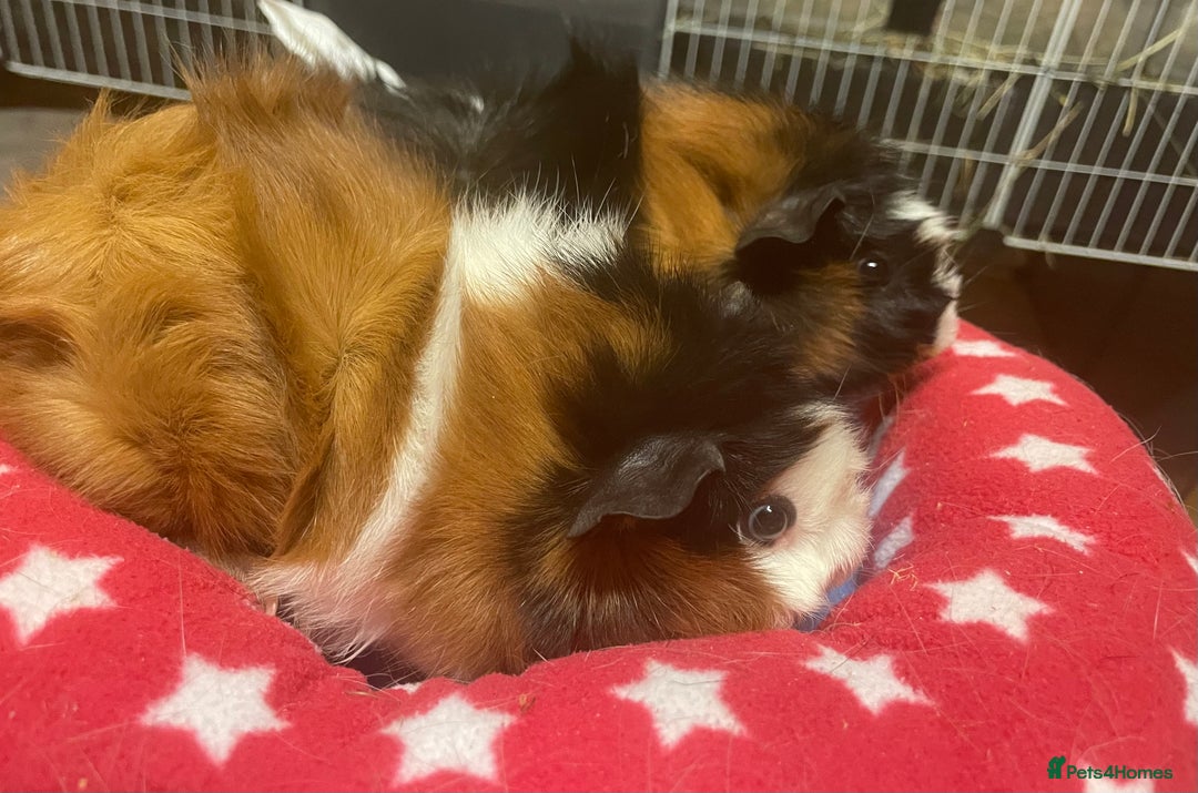 Guinea Pig rodents for sale: Beautiful Abyssinian guinea pigs  - Image 3