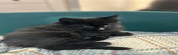Mixed Breed cats for sale: Only one beautiful fluffy boy left! in Faringdon - Advert 20