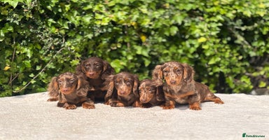 Miniature Dachshund dogs - Advert 11