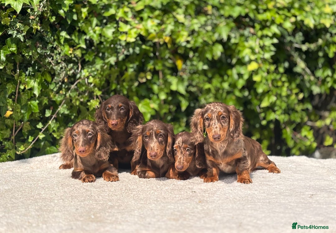 Miniature Dachshund dogs for sale: Long Haired Miniature Dachshunds - READY NOW! - Image 2