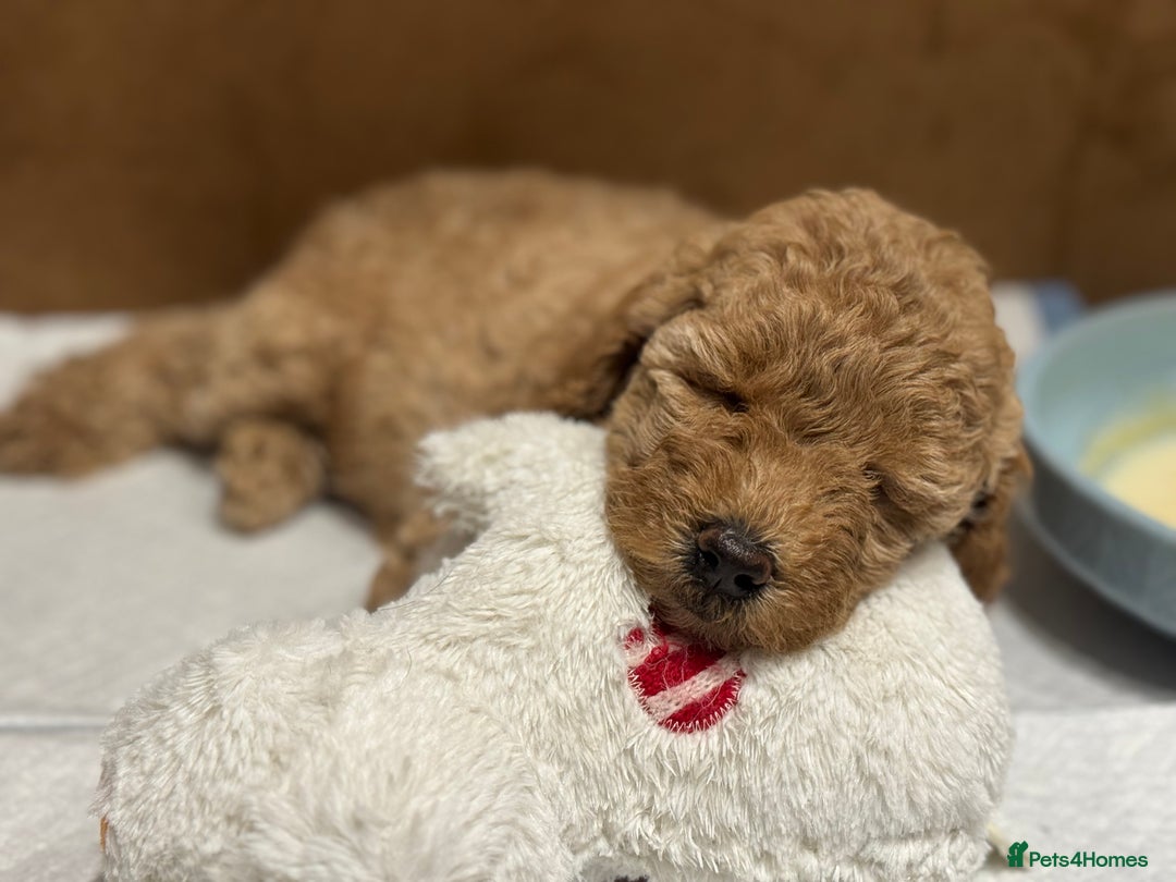 Miniature Poodle dogs for sale: Stunning Miniture Poodles - Image 35