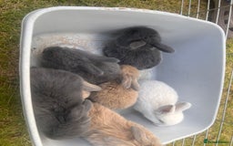 Mini Lion Lop rabbits for sale: Mini lop - Image 30