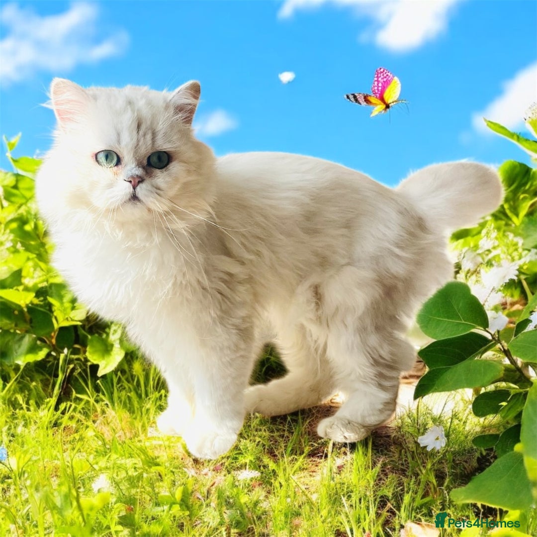 Persian cats for stud: ⭐️PERSIAN CHINCHILLA  PEDIGREE  STUD⭐️ in Gerrards Cross - Image 4