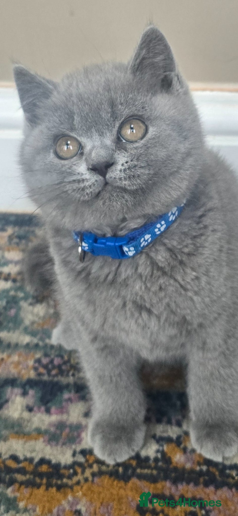 British Shorthair cats ONLY 1  Gorgeous cute British Short Hair Kittens - Advert 1