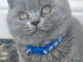 British Shorthair cats ONLY 1 Gorgeous cute British Short Hair Kittens - Advert 1