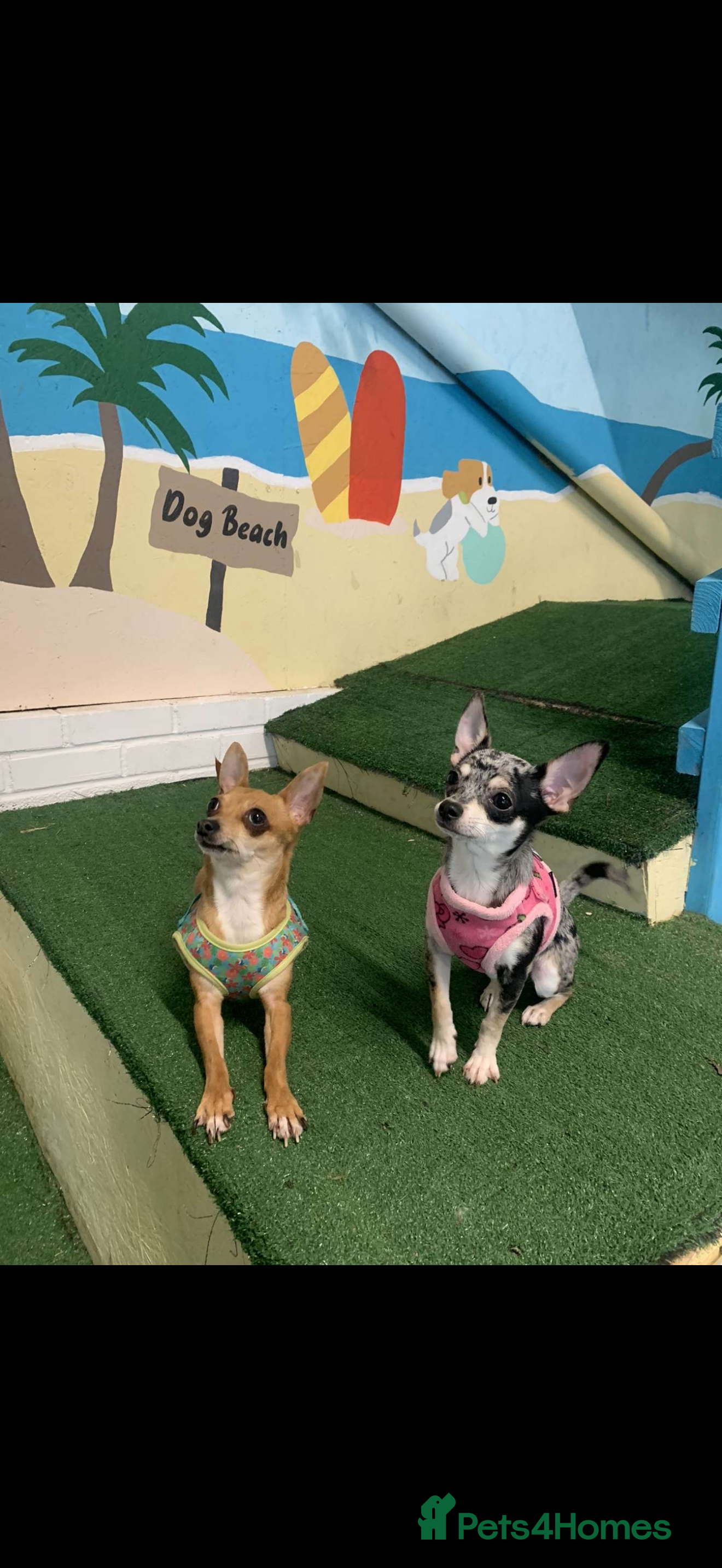 Chihuahua dogs Mum and daughter chihuahua must go together  - Advert 1