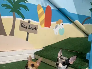 Chihuahua dogs Mum and daughter chihuahua must go together - Advert 3