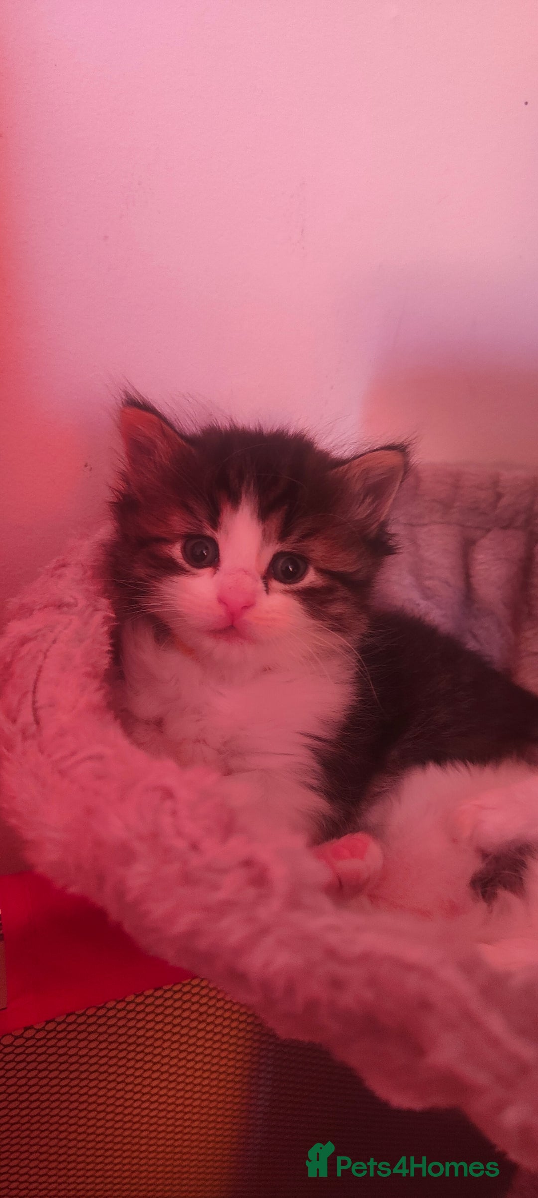 Mixed Breed cats for sale: Ragdoll kitten - Image 4